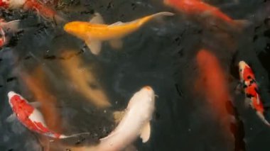 Canlı renkli Japon Koi sazan balık yüzme geleneksel Bahçe gölet. Çin süslü Carps su yüzeyinin altında.