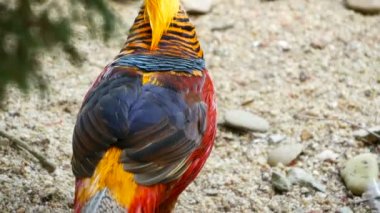 Çin kırmızı altın sülün, Chrysolophus Pictus açık havada muhteşem şık erkek. gerçek doğada vahşi egzotik kuş