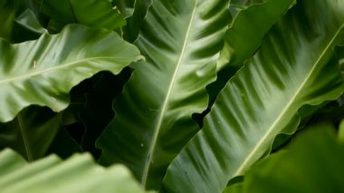 Kuşlar yuva fern, Asplenium nidus. Vahşi cennet yağmur ormanları orman bitki doğal çiçek arka plan olarak. Soyut doku