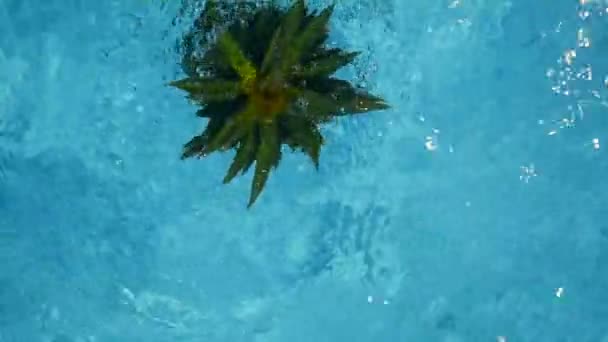 Ananas flytande i blå vatten i poolen. Friska Raw ekologisk mat. Saftiga frukter. Exotiska tropiska bakgrunden — Stockvideo