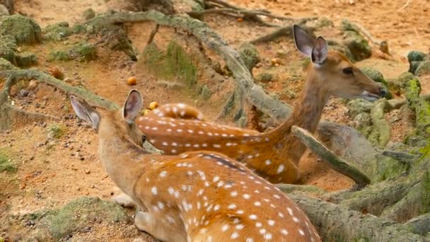 野生動物のシーン。ヤングは休閑地オジロ鹿シカ、周囲の森林の野生の哺乳類動物です。発見、アクシスジカ、Cheetal、軸 — ストック動画