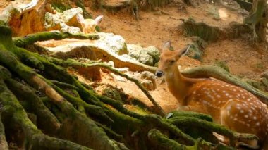 Yaban hayatı sahne. Genç whitetail geyik, orman çevreleyen içinde yabani memeli hayvanlar hayvan nadas. Benekli, Chitals, Cheetal, eksen
