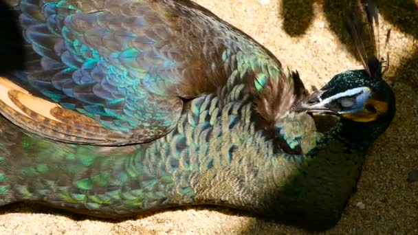Eleganta exotiska fågelarter, färgstarka konstnärliga fjädrar. Närbild på peacock texturerat fjäderdräkt. Flygande indiska grön påfågel — Stockvideo