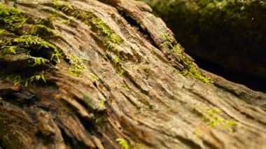 Siyah termit yuvası inşa, ağaç kabuğu moss ile için toprak taşıyan damızlık. Eusocial böcekler koloni ormanda yürüyüş.