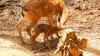 Yaban hayatı sahne. Genç whitetail geyik, orman çevreleyen içinde yabani memeli hayvanlar hayvan nadas. Benekli, Chitals, Cheetal, eksen
