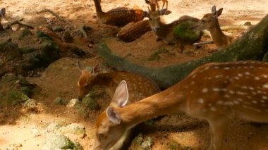 Yaban hayatı sahne. Genç whitetail geyik, orman çevreleyen içinde yabani memeli hayvanlar hayvan nadas. Benekli, Chitals, Cheetal, eksen