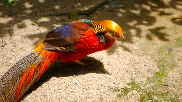 Magnífico macho elegante de faisão chinês vermelho dourado, Chrysolophus Pictus ao ar livre. pássaro exótico selvagem na natureza real — Vídeo de Stock