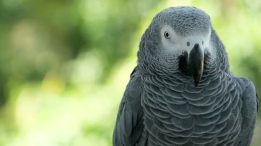 Kırmızı kuyruklu tek eşli Afrika Kongo gri papağan. Arkadaşı Jaco popüler kuş evde beslenen hayvan Ekvator bölgesine yerli olduğunu.