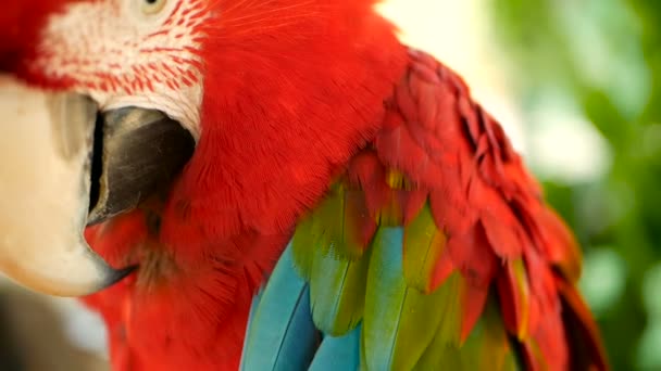 Κοντινό πλάνο της Amazon κόκκινο μακώ παπαγάλος ή Ara Μακάο, στην τροπική ζούγκλα δάσος. Άγριας ζωής πολύχρωμο πορτραίτο πουλί — Αρχείο Βίντεο