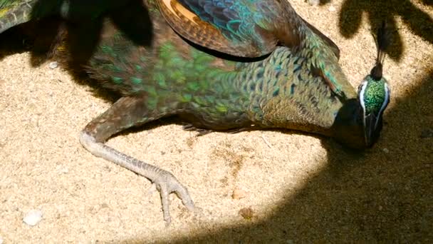 Eleganta exotiska fågelarter, färgstarka konstnärliga fjädrar. Närbild på peacock texturerat fjäderdräkt. Flygande indiska grön påfågel — Stockvideo