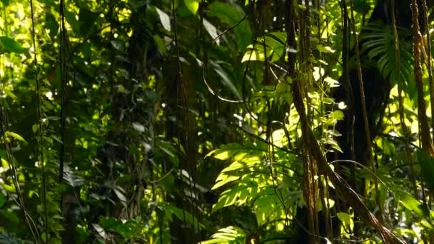 В джунглях. Лес экзотической Азии. Моховые лианы, свисающие с полога тропического леса. Зеленый фон — стоковое видео