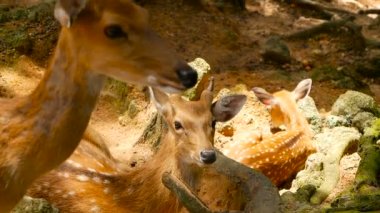 Yaban hayatı sahne. Genç whitetail geyik, orman çevreleyen içinde yabani memeli hayvanlar hayvan nadas. Benekli, Chitals, Cheetal, eksen