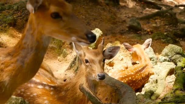 Dzikość sceny. Młody odłogiem whitetail jelenie, dziki ssak zwierzę w otaczającym lesie. Łaciate, Chitals, Cheetal, oś — Wideo stockowe