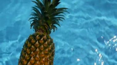 Ananas yüzen içinde mavi su içinde Yüzme Havuzu. Sağlıklı ham organik gıda. Sulu meyve. Egzotik tropik arka plan