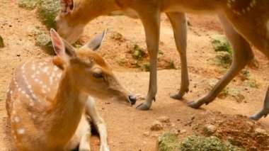 Yaban hayatı sahne. Genç whitetail geyik, orman çevreleyen içinde yabani memeli hayvanlar hayvan nadas. Benekli, Chitals, Cheetal, eksen