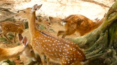Yaban hayatı sahne. Genç whitetail geyik, orman çevreleyen içinde yabani memeli hayvanlar hayvan nadas. Benekli, Chitals, Cheetal, eksen