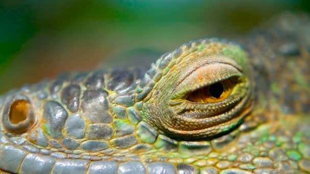 Uśpiony smok. Close-up portret odpoczynku wibrujący jaszczurka. Selektywny fokus. Green Iguana pochodzi z tropikalnych obszarów — Wideo stockowe