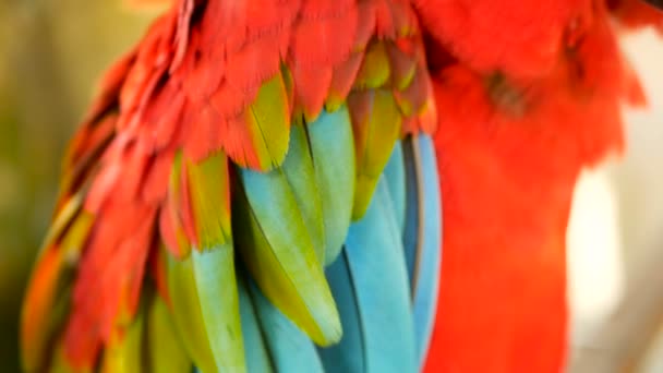 Närbild av röda Amazon Scarlet Macaw papegoja eller Ara macao, i tropiska djungeln skogen. Vilda färgglada porträtt av fågel — Stockvideo