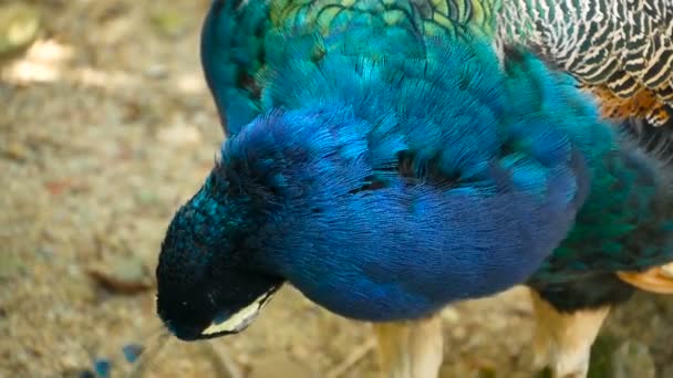 Elegante wilde exotische vogels, kleurrijke artistieke veren. Close up van peacock getextureerde verenkleed. Vliegen Indiase groene Pauw — Stockvideo