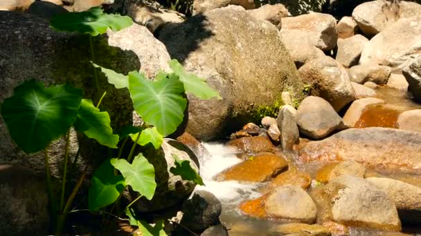 Magical river with rocks. Fast rocky clear crystal stream with rapids. Steam with cascades. Splashes of falling water. — Stock Video