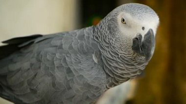 Kırmızı kuyruklu tek eşli Afrika Kongo gri papağan. Arkadaşı Jaco popüler kuş evde beslenen hayvan Ekvator bölgesine yerli olduğunu.