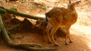 Yaban hayatı sahne. Genç whitetail geyik, orman çevreleyen içinde yabani memeli hayvanlar hayvan nadas. Benekli, Chitals, Cheetal, eksen