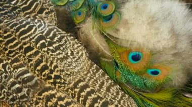 Zarif yabani egzotik kuş, renkli sanatsal tüyler. Dokulu tavus kuşu tüyleri yakın çekim. Hint yeşil tavus uçan