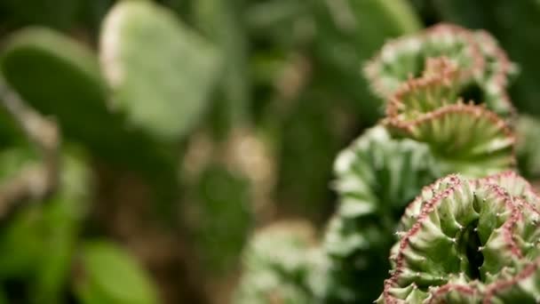 Euphorbia crested groenblijvende woestijn plant gekweekt als sier in de tuin. Vetplanten achtergrond, natuurlijke patroon — Stockvideo