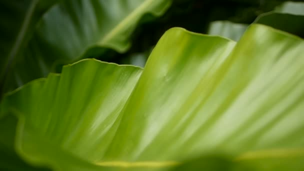 Helecho Nido de Aves, Asplenium nidus. Wild Paradise planta selva tropical como fondo floral natural. Textura abstracta — Vídeos de Stock