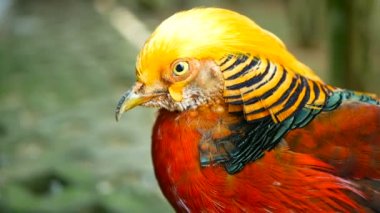 Çin kırmızı altın sülün, Chrysolophus Pictus açık havada muhteşem şık erkek. gerçek doğada vahşi egzotik kuş