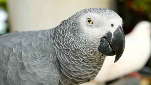 Red-tailed monogamous African Congo Grey Parrot. Companion Jaco is popular avian pet native to equatorial region. — Stock Video