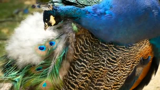 Elegante wilde exotische vogels, kleurrijke artistieke veren. Close up van peacock getextureerde verenkleed. Vliegen Indiase groene Pauw — Stockvideo