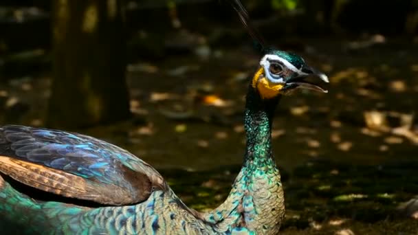 Elegáns vadon élő egzotikus madár, színes művészi toll. Közelről páva texturált készülékek baramfiről tollak. Repülő indiai zöld páva — Stock videók