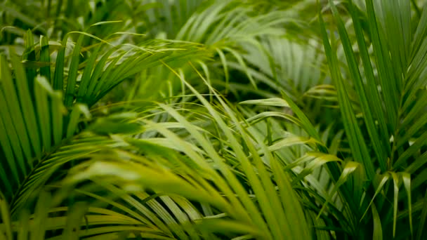 Hoja de palma verde tropical desenfoque con luz solar, fondo natural abstracto con bokeh. Follaje exuberante desenfocado — Vídeo de stock