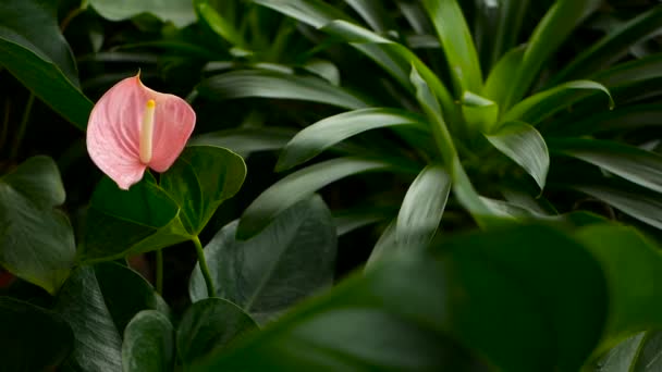Wild delicate poisonous Calla lily with yellow stamen blooming in the garden as natural floral background. — Stock Video