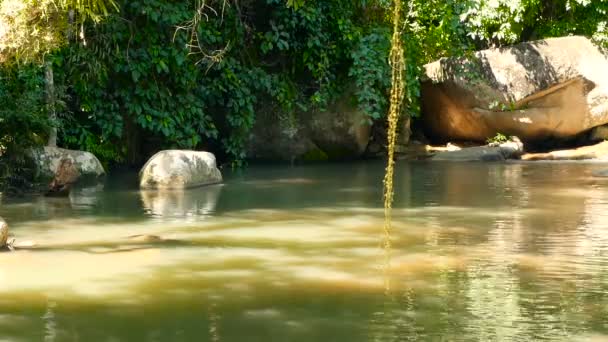 Foresta pluviale e fiume con rocce. Vegetazione selvaggia, foresta tropicale profonda. Giungla con alberi sopra veloce piscina rocciosa d'acqua . — Video Stock