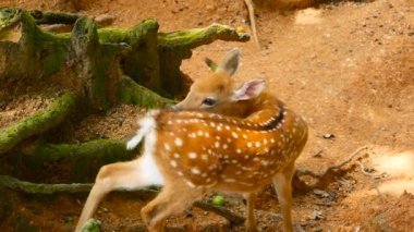 Yaban hayatı sahne. Genç whitetail geyik, orman çevreleyen içinde yabani memeli hayvanlar hayvan nadas. Benekli, Chitals, Cheetal, eksen