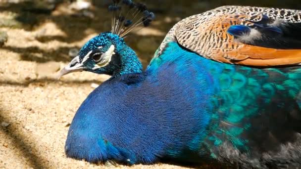 Elegante wilde exotische vogels, kleurrijke artistieke veren. Close up van peacock getextureerde verenkleed. Vliegen Indiase groene Pauw — Stockvideo