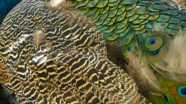 Elegant wild exotic bird, colorful artistic feathers. Close up of peacock textured plumage. Flying Indian green peafowl — Stock Video