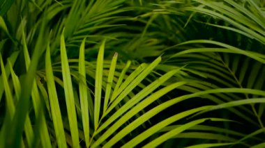 Bulanık tropik yeşil palmiye yaprağı, güneş ışığı, soyut doğal arka plan ve Bokeh. Odaklanamayan yemyeşil yapraklar, damarlar, çizgili taze ve sulu yapraklar gölgede. Ekoloji, yaz ve tatil kavramı.