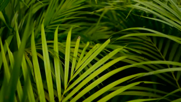 Suddiga Tropiska Gröna Palmblad Med Solljus Abstrakt Naturlig Bakgrund Med — Stockvideo