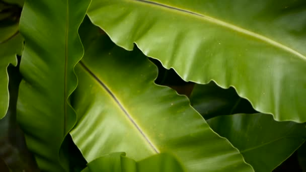 鸟巢蕨 蕨病灶 野生乐园雨林丛林植物作为自然花卉背景 抽象纹理关闭新鲜的异国情调的热带绿色新鲜的花叶在梦幻般的黑树林 — 图库视频影像