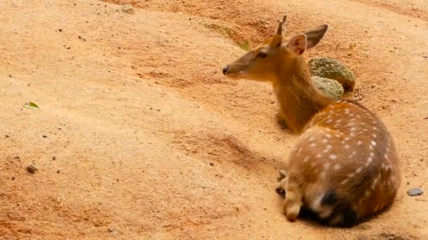 野生動物のシーン。ヤングは休閑地オジロ鹿シカ、周囲の森林の野生の哺乳類動物です。発見、アクシスジカ、Cheetal、軸 — ストック動画