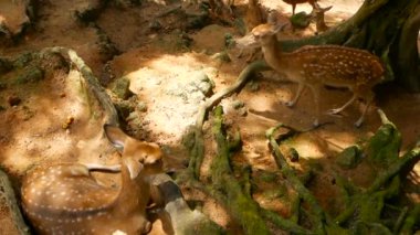 Yaban hayatı sahne. Genç whitetail geyik, orman çevreleyen içinde yabani memeli hayvanlar hayvan nadas. Benekli, Chitals, Cheetal, eksen