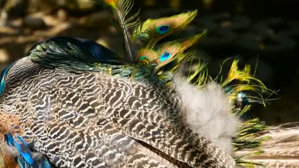 Elegante uccello esotico selvatico, piume artistiche colorate. Primo piano di pavone piumaggio testurizzato. Faraone verde indiano volante — Video Stock
