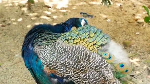 Elegante pájaro exótico salvaje, plumas artísticas de colores. Primer plano de plumaje con textura de pavo real. Peafowl verde indio volador — Vídeo de stock