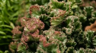 Yapraksız, dikenli, herdem yeşil çöl bitki botanik bahçesinde süs olarak yetiştiriliyor. Succulents arka plan, doğal desen. Atatürk sera kaktüs tepeli. Pembe dikenleri ile mercan zigzag.