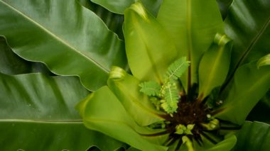 Kuşlar yuva fern, Asplenium nidus. Vahşi cennet yağmur ormanları orman bitki doğal çiçek arka plan olarak. Soyut doku