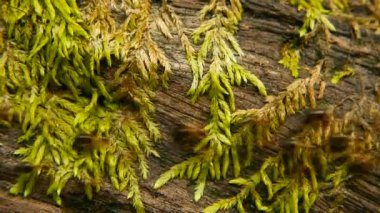 Siyah termit yuvası inşa, ağaç kabuğu moss ile için toprak taşıyan damızlık. Eusocial böcekler koloni ormanda yürüyüş.