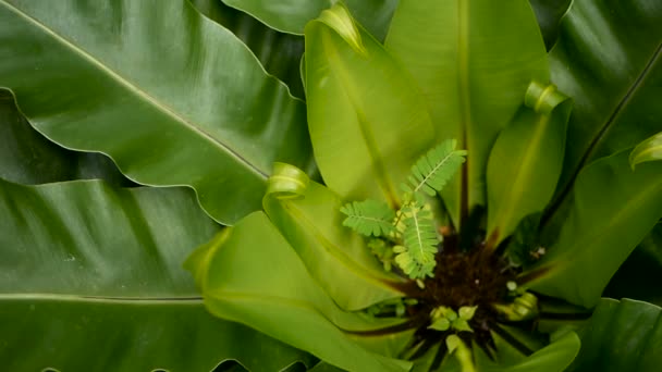 조류 둥지 펀, Asplenium nidus. 자연 꽃 배경으로 야생 낙원 열대우림 정글 식물. 추상 텍스처 — 비디오